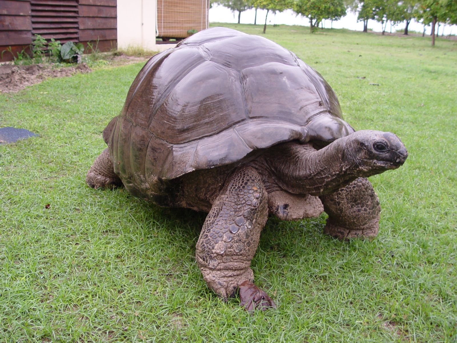 Старая черепаха читать. Остров бёрд Сейшелы черепаха. Огромная черепаха. Самые большие черепахи.